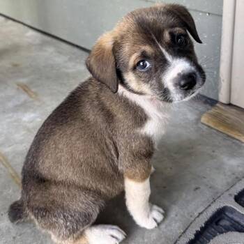Australian Shepherd and Border Collie Dogs Available for Adoption in Minnetonka, Minnesota - Greta D68813 | PetCurious