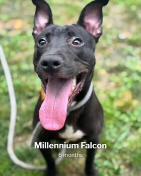 Millennium Falcon -  Mixed Breed Dog for Adoption in Fallston, Maryland - Millennium Falcon | PetCurious