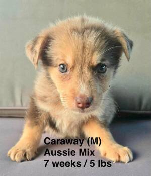 CARAWAY -  Australian Shepherd Dog for Adoption in Pomfret, Connecticut - CARAWAY | PetCurious
