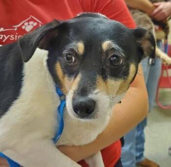 Felicia -  Rat Terrier and Mixed Breed Dog for Adoption in Kansas City, Missouri - Felicia | PetCurious