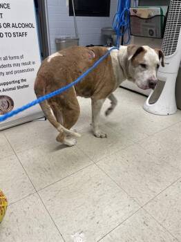 Pit Bull Terrier Dogs Available for Adoption in Stockton, California - VERNE | PetCurious