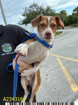 COCONUT -  Mixed Breed Dog for Adoption in West Palm Beach, Florida - COCONUT | PetCurious