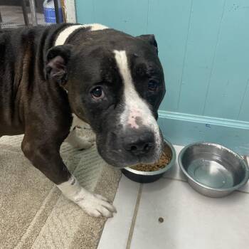 Old Man Blackberry -  Mixed Breed Dog for Adoption in Savannah, Georgia - Old Man Blackberry | PetCurious
