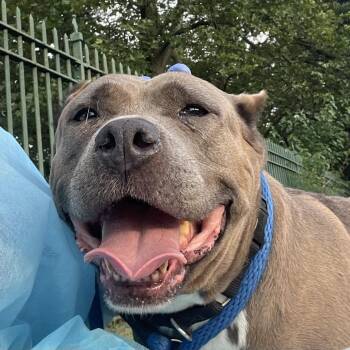 Nina -  Mixed Breed Dog for Adoption in Philadelphia, Pennsylvania - Nina | PetCurious