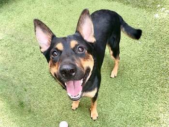 Rescue German Shepherd Dog Dogs for Adoption in East Moriches, New York - Muffin | PetCurious