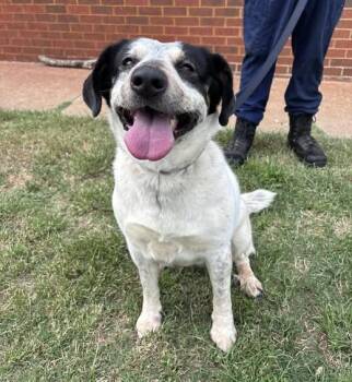 Australian Cattle Dog Blue Heeler and Pointer Dogs Available for Adoption in Stillwater, Oklahoma - Mouse | PetCurious