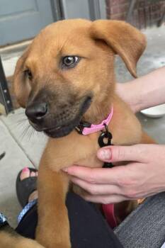 Ren -  Shepherd Dog for Adoption in Memphis, Tennessee - Ren | PetCurious