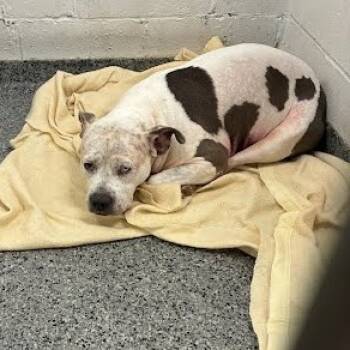 Rescue Mixed Breed Dogs for Adoption in Jeffersonville, Indiana - Miss Molly | PetCurious