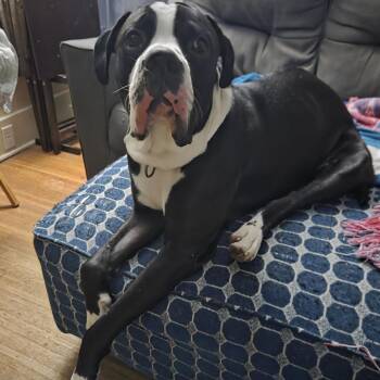 Mixed Breed Dogs Available for Adoption in Fairport, New York - Jerry | PetCurious