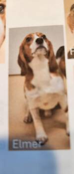 Rescue Beagle Dogs for Adoption in Hainesville, Illinois - Elmer | PetCurious