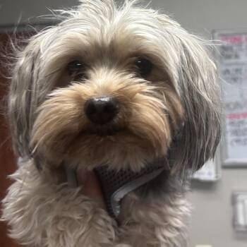 Yorkshire Terrier Dogs Available for Adoption in Yuma, Arizona - Doug | PetCurious