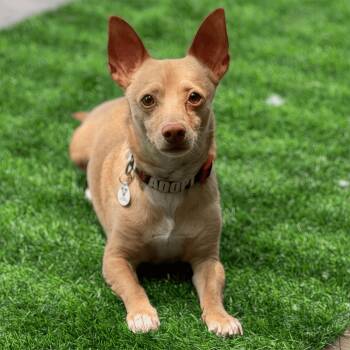 Wilbur -  Chihuahua Dog for Adoption in Mead, Colorado - Wilbur | PetCurious