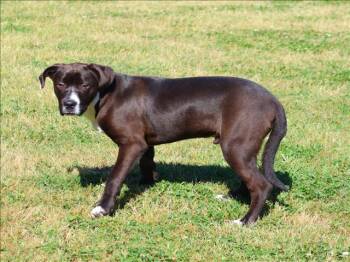 English Pointer and Mixed Breed Dogs Available for Adoption in Grovetown, Georgia - AMARI | PetCurious
