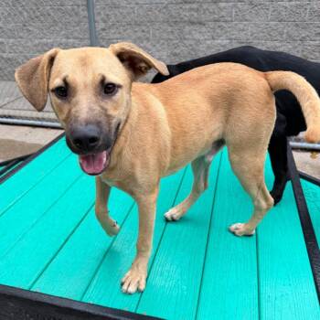 Caramel Apple -  Mixed Breed Dog for Adoption in Charleston, West Virginia - Caramel Apple | PetCurious