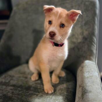 Shepherd and Australian Shepherd Dogs Available for Adoption in Chattanooga, Tennessee - Cherry Garcia | PetCurious