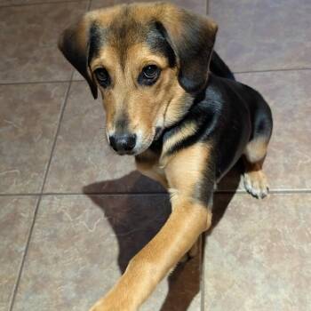 Monty -  Beagle and Mixed Breed Dog for Adoption in Avon, Ohio - Monty | PetCurious