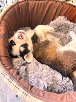 Tucker 3.0 -  Mixed Breed Dog for Adoption in Athens, Ontario - Tucker 3.0 | PetCurious