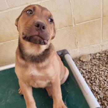 Terrier and Mixed Breed Dogs Available for Adoption in Loxahatchee Groves, Florida - FOREST 1221 | PetCurious