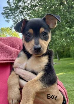 Rat Terrier and Jack Russell Terrier Dogs Available for Adoption in Armada, Michigan - Tank And His Siblings | PetCurious