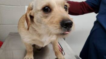 Chihuahua and Pit Bull Terrier Dogs Available for Adoption in Aurora, Illinois - ANJEL | PetCurious