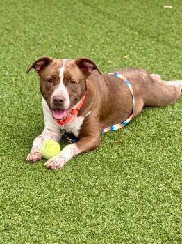 Mandarin -  Pit Bull Terrier and American Staffordshire Terrier Dog Available for Adoption in Hartsville, South Carolina - Mandarin | PetCurious