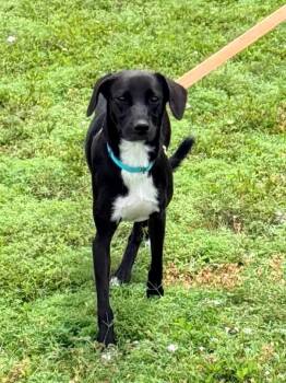 Zephyr -  Hound and Labrador Retriever Dog for Adoption in Cape Coral, Florida - Zephyr | PetCurious