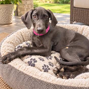 Salem -  Great Dane Dog for Adoption in Crosby, Texas - Salem | PetCurious
