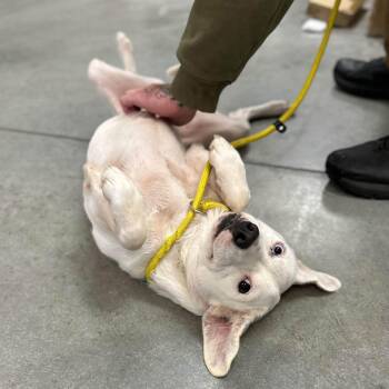 Baby -  Labrador Retriever Dog for Adoption in Manchester, Tennessee - Baby | PetCurious