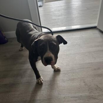 Nova -  Pit Bull Terrier Dog for Adoption in Richmond Hill, Georgia - Nova | PetCurious