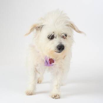 Miniature Poodle and None Dogs Available for Adoption in San Francisco, California - Jacaranda 14074 | PetCurious