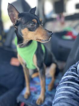 Miniature Pinscher Dogs Available for Adoption - VIVIAN 3 Yrs 8 Lbs | PetCurious