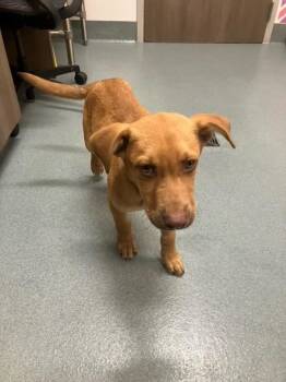 Pit Bull Terrier and Mixed Breed Dogs Available for Adoption in Baytown, Texas - BUSTER | PetCurious