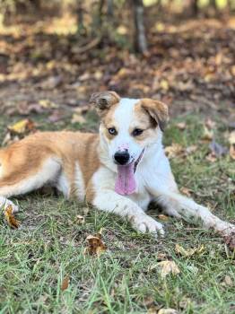 Rescue Australian Shepherd Dogs for Adoption in Sylvania, Georgia - Baby | PetCurious