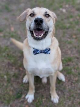Retriever Dogs Available for Adoption in Gulfport, Mississippi - Taki | PetCurious
