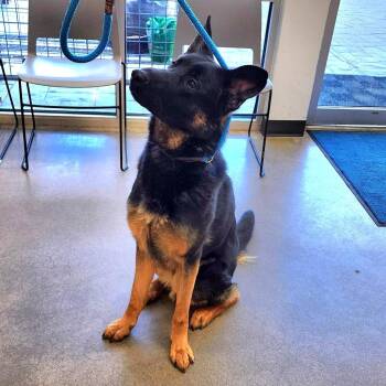 German Shepherd Dog Dogs Available for Adoption - YORK-Stray-15102 | PetCurious