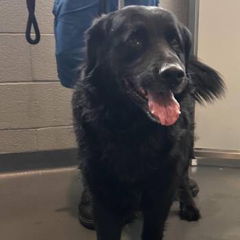 Mixed Breed Dogs Available for Adoption in Allentown, Pennsylvania - Maxwell | PetCurious
