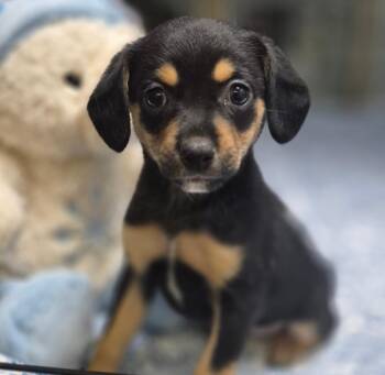 Miniature Pinscher and Chihuahua Dogs Available for Adoption in Los Angeles, California - Petunia | PetCurious