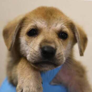 Tammy Tomato -  Shepherd Dog for Adoption in San Antonio, Texas - Tammy Tomato | PetCurious