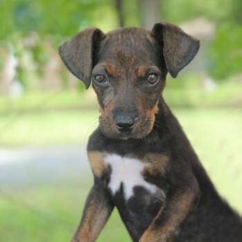 Chihuahua and Mixed Breed Dogs Available for Adoption in Binghamton, New York - Francia | PetCurious