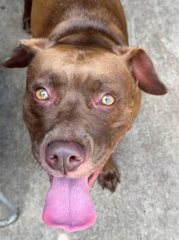 Sable -  Pit Bull Terrier Dog for Adoption in Chicago, Illinois - Sable | PetCurious