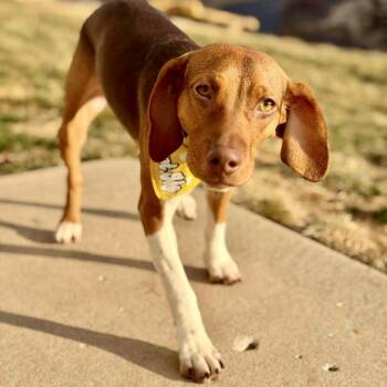 Beagle and Mixed Breed Dogs Available for Adoption in Peculiar, Missouri - Dixie | PetCurious