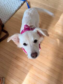 Sasso -  Mixed Breed Dog for Adoption in Kitchener, Ontario - Sasso | PetCurious