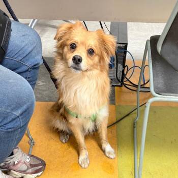 Mixed Breed Dogs Available for Adoption - Junior | PetCurious