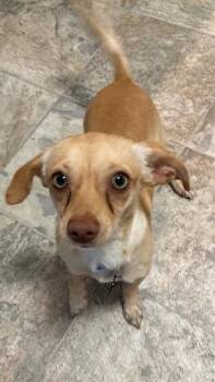 Chihuahua Dogs Available for Adoption - Peanut - Bonded With Harry | PetCurious