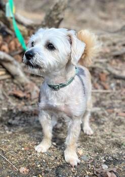 Rescue Maltese and Poodle Dogs for Adoption in Fort Bragg, California - Seven | PetCurious