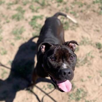 Pit Bull Terrier Dogs Available for Adoption - FRENCH FRY | PetCurious