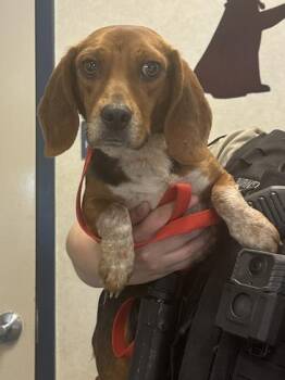 Bagel Bite -  Beagle and Mixed Breed Dog for Adoption in King William, Virginia - Bagel Bite | PetCurious