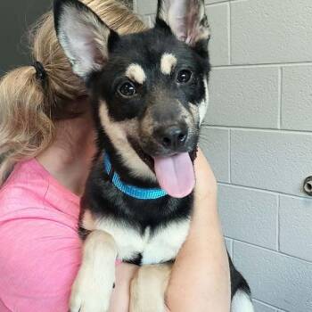AstroTurf -  Shiba Inu and Mixed Breed Dog for Adoption in Aldie, Virginia - AstroTurf | PetCurious
