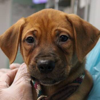 Mastiff and Boxer Dogs Available for Adoption in South Elgin, Illinois - Carrot Cake | PetCurious