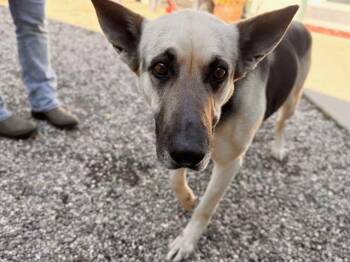 German Shepherd Dog Dogs Available for Adoption - CARMEL | PetCurious